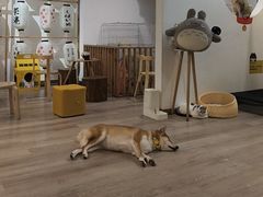 -柴迷FANS CLUB·柴犬狗咖·猫咖