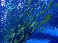 -上海海昌海洋公园