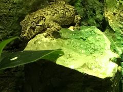 -暹罗海洋世界