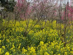 -南汇桃花村