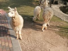-灵玲国际马戏城