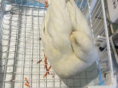 -怪兽屋·羊驼·猫咖·狗咖(俊华广场店)