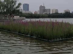 -莲花池公园