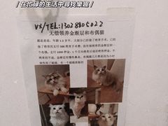 -有喵·猫咖·狗咖·30几只猫10只小狗(岗厦店)