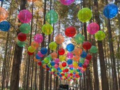 -黄海国家森林公园