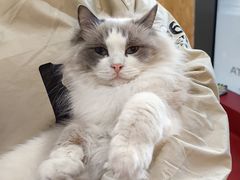 -和它·交个朋友·狗咖猫咖(爱琴海店)