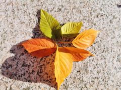 -三里屯东五街银杏大道