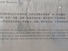 -盐城丹顶鹤湿地生态旅游区