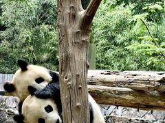 -都江堰中华大熊猫苑