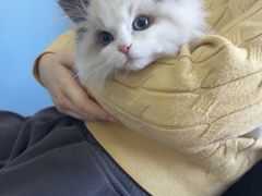 -瑞派福兴宠物医院犬猫全科·骨科·中西医结合(河东店)