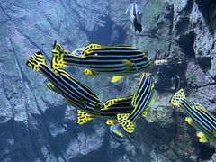 -海合安青岛极地海洋公园
