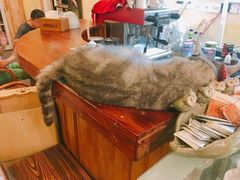 -猫色咖啡·猫咖