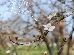 -苏州上方山国家森林公园