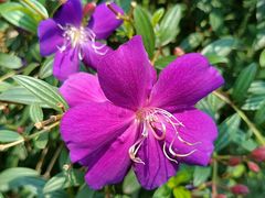 -南宁良凤江国家森林公园