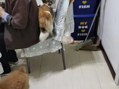 -波姐宠物家庭寄养