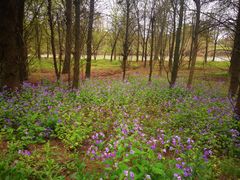 -上海海湾国家森林公园