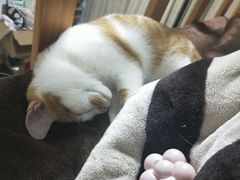 -PETKIT 小佩宠物·低压洗护·美容·寄养(安远店)