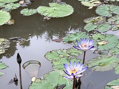 -中国科学院西双版纳热带植物园