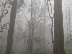 -天目山大树王景区
