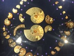 -青岛贝壳博物馆