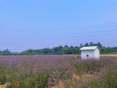 -紫颐香薰山谷景区