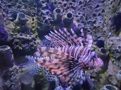 -太平洋海底世界