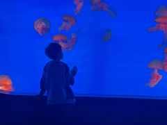 -合肥海洋世界