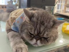 -楼上猫咖(罗湖店)