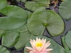 -深圳国际园林花卉博览园