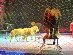 -珠海横琴长隆《卡卡虎奇遇记》