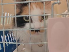 -北京恒爱动物医院(清景园分院)