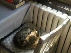 -海边的猫和咖啡馆