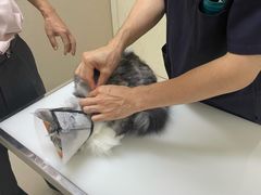 -爱妮康宠物医院·干细胞免疫细胞·肿瘤·心脏(张江店)