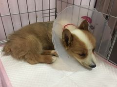 -宠颐生中康贝怡动物医院