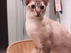 -安格丽娜·狗咖·猫咖羊驼咖(春熙路百盛商场店)