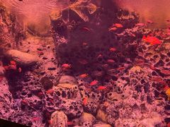 -珠海长隆海洋王国