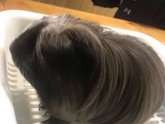 -藦茜花园宠物主题亲子互动体验馆(国顺东路店)