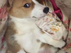 -康乐宝动物医院