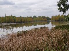 -白鹭湾湿地公园