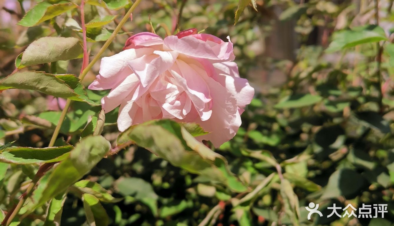🌸花都开了