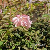 🌸花都开了
