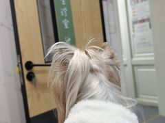 -伟伟宠物医院·CT影像中心·瑞派犬猫综合性门诊(汉口总院)