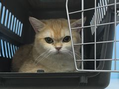 -瑞派福兴宠物医院犬猫全科·骨科·中西医结合(河东店)