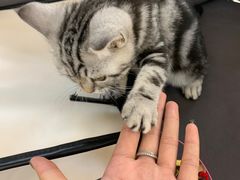 -lincat·猫舍(广州店)