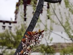-宗角禄康公园