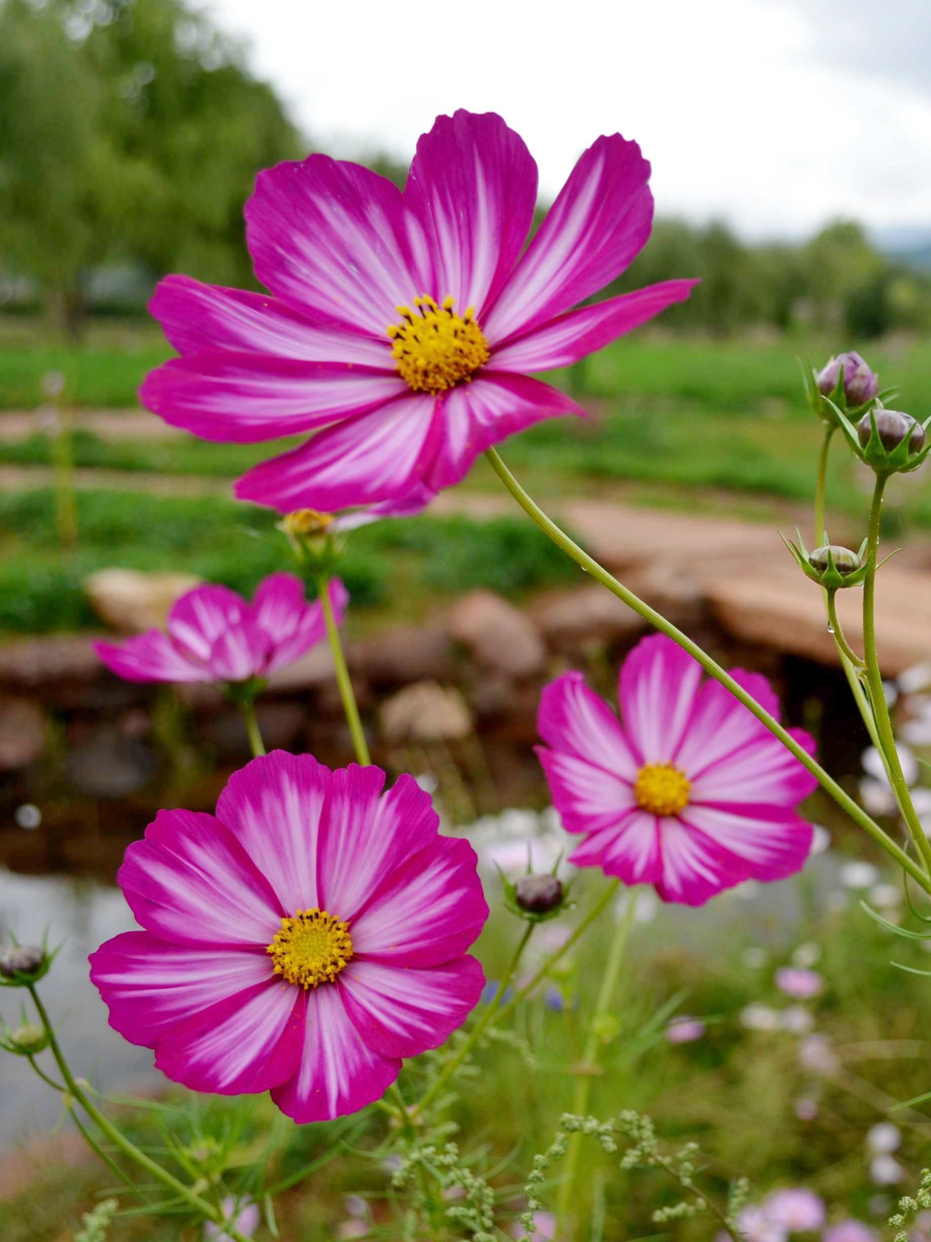 不是格桑花,这是波斯菊🌸