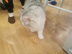 -MOYOYO猫咪咖啡店