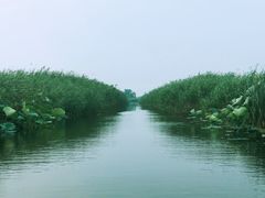-白洋淀景区