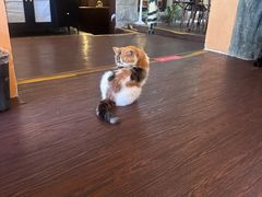 -猫岛主趣味餐厅(鼓浪屿店)