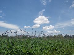 -白鹭湾湿地公园